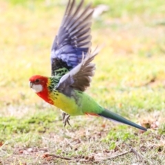 Platycercus eximius (Eastern Rosella) at Hawker, ACT - 10 Jul 2024 by AlisonMilton