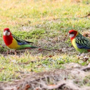 Platycercus eximius at Hawker, ACT - 10 Jul 2024