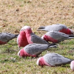 Eolophus roseicapilla (Galah) at Hawker, ACT - 10 Jul 2024 by AlisonMilton