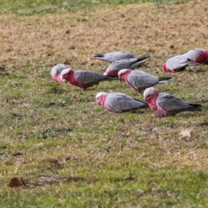 Eolophus roseicapilla at Hawker, ACT - 10 Jul 2024