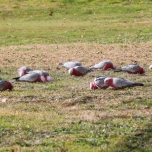 Eolophus roseicapilla at Hawker, ACT - 10 Jul 2024