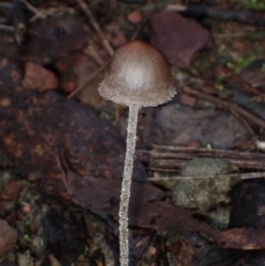 Unidentified Cap on a stem; gills below cap [mushrooms or mushroom-like] at Eurobodalla, NSW - 11 Jul 2024 by Bushrevival