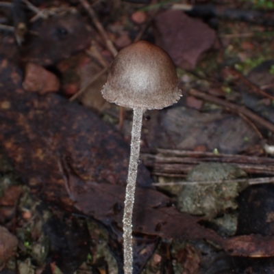 Unverified Cap on a stem; gills below cap [mushrooms or mushroom-like] at Eurobodalla, NSW - 11 Jul 2024 by Bushrevival