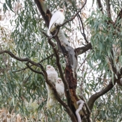 Cacatua sanguinea (Little Corella) at Hawker, ACT - 10 Jul 2024 by AlisonMilton