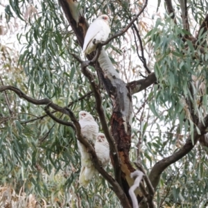 Cacatua sanguinea at Hawker, ACT - 10 Jul 2024 12:11 PM