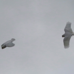 Cacatua sanguinea at Hawker, ACT - 10 Jul 2024