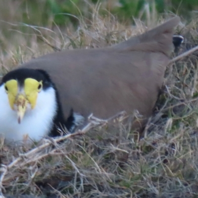 Vanellus miles (Masked Lapwing) at Kiama, NSW - 9 Jul 2024 by RobParnell