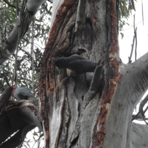 Callocephalon fimbriatum at Acton, ACT - suppressed