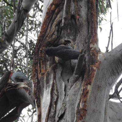 Callocephalon fimbriatum (Gang-gang Cockatoo) at Acton, ACT - 11 Jul 2024 by HelenCross