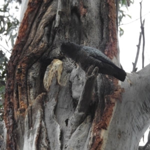 Callocephalon fimbriatum at Acton, ACT - 11 Jul 2024