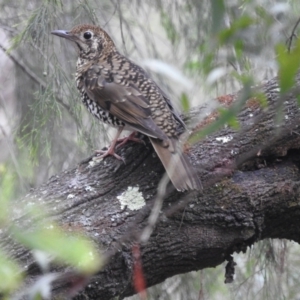 Zoothera lunulata at Acton, ACT - 11 Jul 2024