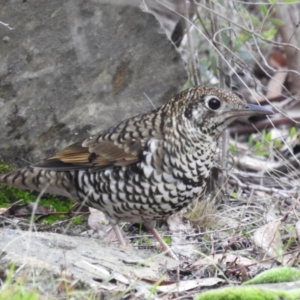 Zoothera lunulata at Acton, ACT - 11 Jul 2024