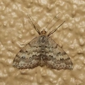 Scopula rubraria at Donald, VIC - 26 Apr 2010 06:53 PM