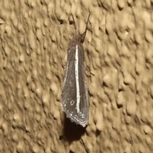 Fraus pteromela at Donald, VIC - 26 Apr 2010 06:57 PM