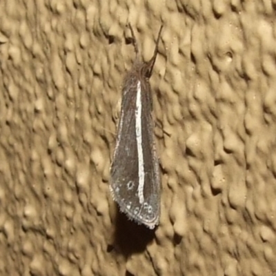 Fraus pteromela (Stripey Fraus) at Donald, VIC - 26 Apr 2010 by WendyEM