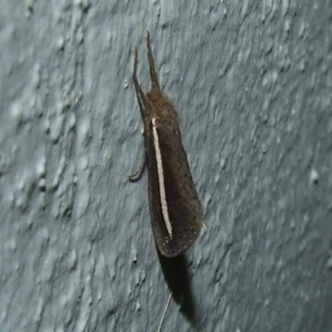 Fraus pteromela at Donald, VIC - 26 Apr 2010