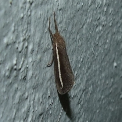 Fraus pteromela (Stripey Fraus) at Donald, VIC - 26 Apr 2010 by WendyEM