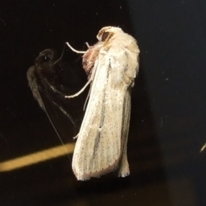 Leucania diatrecta at Donald, VIC - 26 Apr 2010 07:00 PM