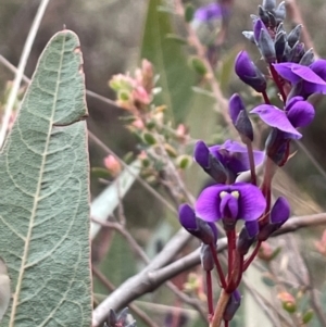 Hardenbergia violacea at Watson, ACT - 7 Jul 2024