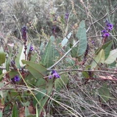 Hardenbergia violacea at Watson, ACT - 7 Jul 2024