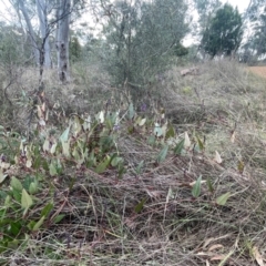 Hardenbergia violacea at Watson, ACT - 7 Jul 2024