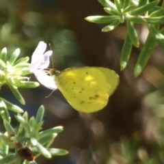 Pieris rapae at Waikerie, SA - 26 Apr 2010 by WendyEM