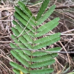 Acacia mearnsii (Black Wattle) at Campbell, ACT - 10 Jul 2024 by Clarel