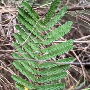 Acacia mearnsii at Campbell, ACT - 10 Jul 2024 04:47 PM