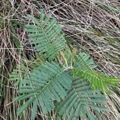 Acacia mearnsii at Campbell, ACT - 10 Jul 2024