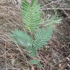 Acacia mearnsii at Campbell, ACT - 10 Jul 2024