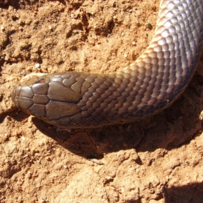 Pseudechis australis (Mulga Snake) at Markaranka, SA - 26 Apr 2010 by WendyEM