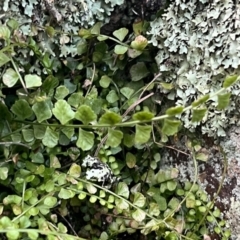 Asplenium flabellifolium (Necklace Fern) at Campbell, ACT - 10 Jul 2024 by Clarel