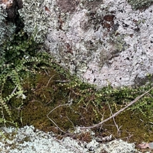 Asplenium flabellifolium at Campbell, ACT - 10 Jul 2024