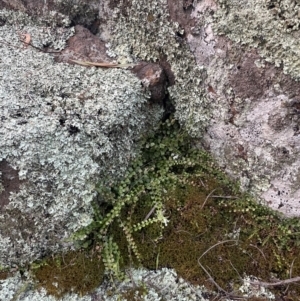 Asplenium flabellifolium at Campbell, ACT - 10 Jul 2024