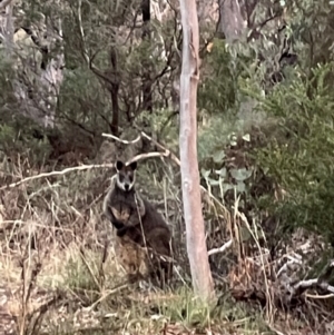 Wallabia bicolor at Ainslie, ACT - 10 Jul 2024 05:11 PM