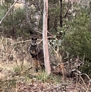 Wallabia bicolor at Ainslie, ACT - 10 Jul 2024 05:11 PM