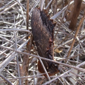 Hylaeora dilucida at Paruna, SA - 26 Apr 2010