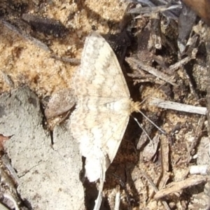 Scopula rubraria at Paruna, SA - 26 Apr 2010