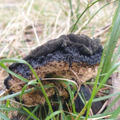 Gyromitra sp. at Hackett, ACT - 10 Jul 2024 by LDunn