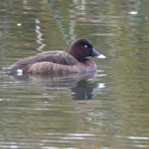 Aythya australis at Watson, ACT - 11 Jul 2024