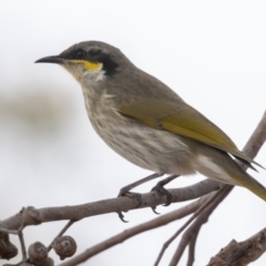 Gavicalis virescens (Singing Honeyeater) at Casey, ACT - 11 Jul 2024 by rawshorty