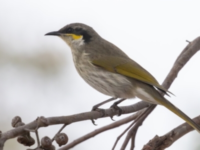 Gavicalis virescens (Singing Honeyeater) at Casey, ACT - 12 Jul 2024 by rawshorty