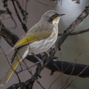 Gavicalis virescens at Casey, ACT - 12 Jul 2024