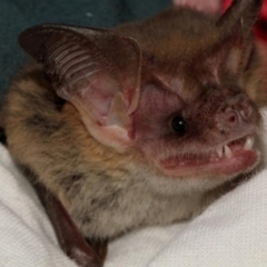 Nyctophilus corbeni (Corben's Long-eared Bat) at Beilba, QLD - 13 Apr 2022 by michaelb