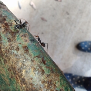 Leptomyrmex erythrocephalus at Surf Beach, NSW - 12 Jul 2024 12:19 PM