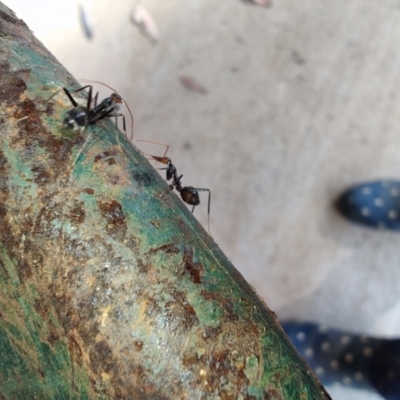 Leptomyrmex erythrocephalus at Surf Beach, NSW - 12 Jul 2024 by LyndalT