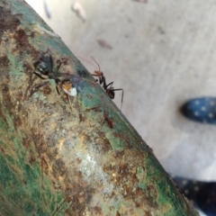 Leptomyrmex erythrocephalus at Surf Beach, NSW - 12 Jul 2024 12:19 PM