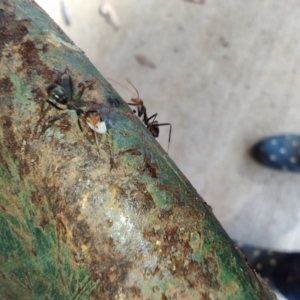 Leptomyrmex erythrocephalus at Surf Beach, NSW - 12 Jul 2024 12:19 PM