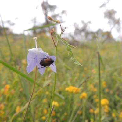 Grona varians (Slender Tick-Trefoil) at Conder, ACT - 7 Jan 2024 by michaelb