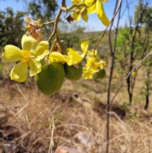 Cochlospermum fraseri at Douglas-Daly, NT - 12 Jul 2024